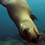 Cabo San Lucas: Discover Scuba Diving Experience - A Detailed Look at the Cabo San Lucas Discover Scuba Tour