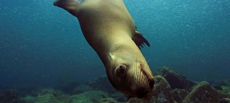 Cabo San Lucas: Discover Scuba Diving Experience - A Detailed Look at the Cabo San Lucas Discover Scuba Tour