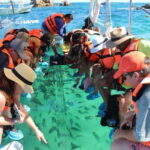Cabo San Lucas: Glass Bottom Boat Tour to Land's End - Authentic Experiences and Tips for Travelers