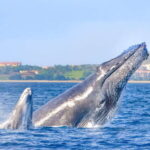 Cabo San Lucas: Luxury Catamaran Whale Watching Experience - Why This Tour Works Well for Travelers