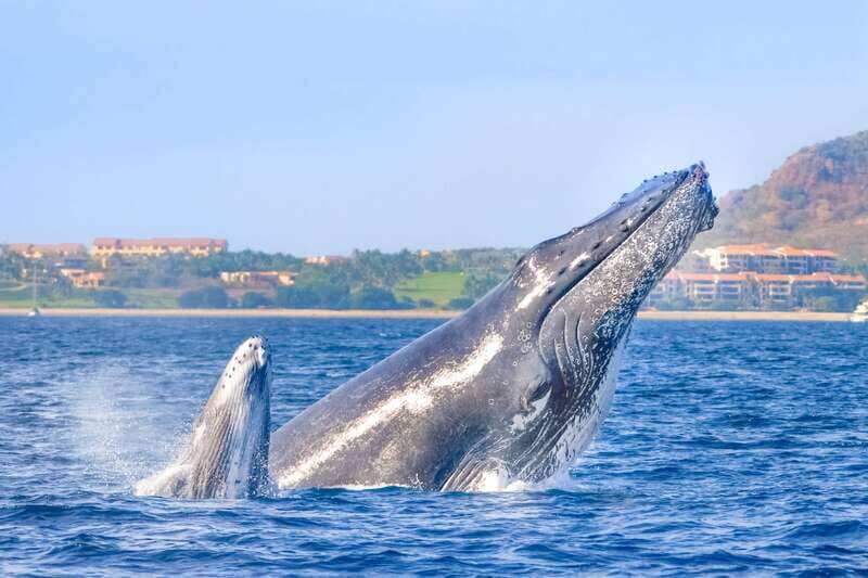 Cabo San Lucas: Luxury Catamaran Whale Watching Experience - Why This Tour Works Well for Travelers