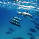 Cabo San Lucas Private and Shared Snorkeling Tour - Key Points