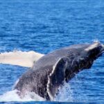 Cabo San Lucas: Private Whale Watching Yacht Excursion - Additional Considerations