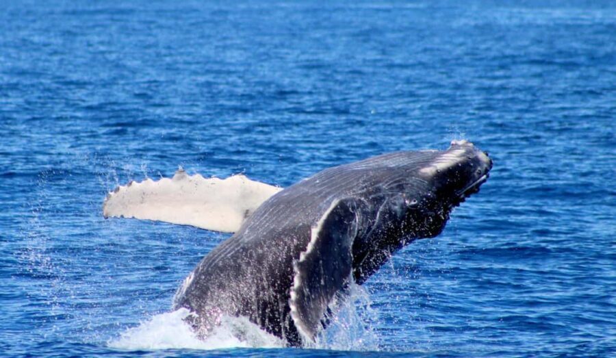 Cabo San Lucas: Private Whale Watching Yacht Excursion - Additional Considerations