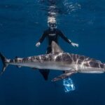 Cabo San Lucas: Shark Snorkeling and Freediving Tour - The Value and Experience in Context