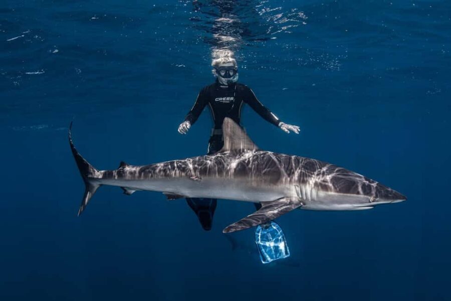 Cabo San Lucas: Shark Snorkeling and Freediving Tour - The Value and Experience in Context