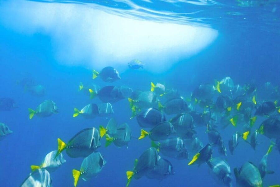 Cabo San Lucas: Snorkeling and Sailing Cruise with Lunch - What’s Included and What’s Not