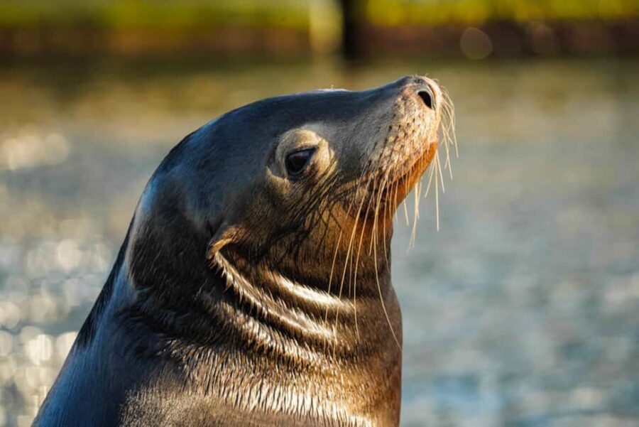 Cabo San Lucas: Sunset Cruise - What Makes It Special