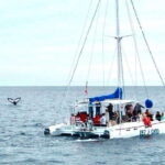 Cabo San Lucas: Whale Watching Catamaran Experience - Final Thoughts: Who Will Love This Tour?