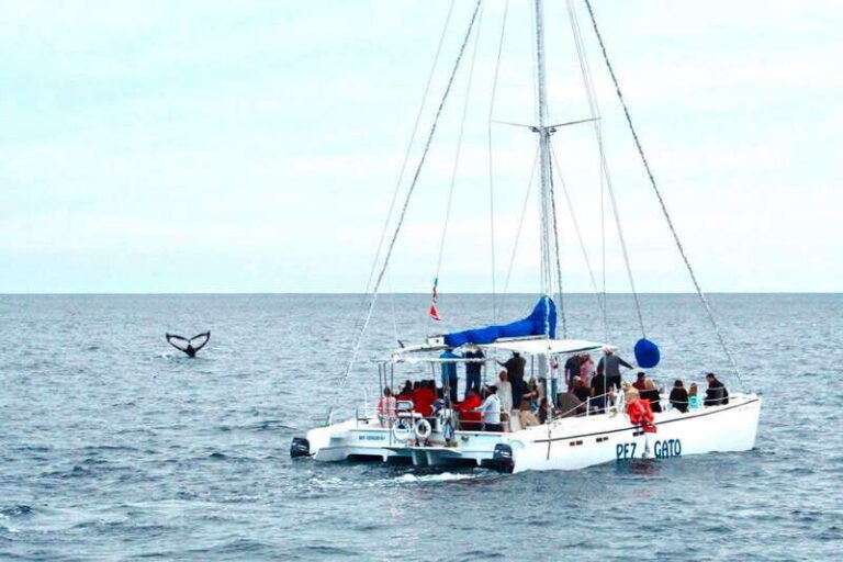 Cabo San Lucas: Whale Watching Catamaran Experience - Final Thoughts: Who Will Love This Tour?