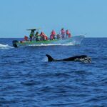 Cabo San Lucas Whale Watching Tour with Photos Included - An In-Depth Look at the Cabo San Lucas Whale Watching Experience