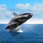 Cabo Whale Watching Tour: 2 Hours at Arch & Lovers Beach - Who Will Love This Tour?