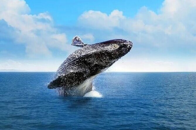 Cabo Whale Watching Tour: 2 Hours at Arch & Lovers Beach - Who Will Love This Tour?