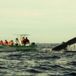 Cabo: Whale-Whatching Boat Trip w/ All-Women Crew and Photos - Who Will Love This Tour?