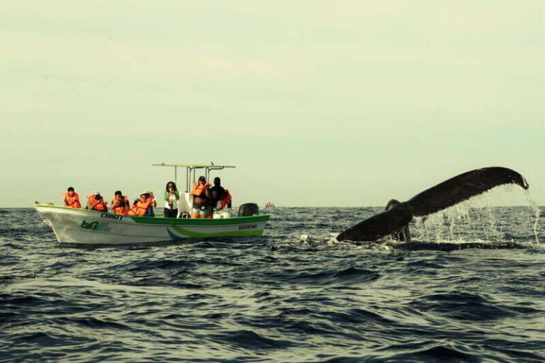 Cabo: Whale-Whatching Boat Trip w/ All-Women Crew and Photos - Who Will Love This Tour?