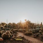 Cactus Country: Entry Ticket - Who Would Love Cactus Country?