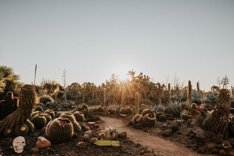 Cactus Country: Entry Ticket - Who Would Love Cactus Country?