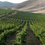 Cagliari Private Shore Excursion: Wine and Cheese Tasting - Authentic Sardinian Flavors and Scenic Beauty