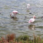 Cagliari urban trekking experience: the city you did not expect - Who Will Love This Tour?