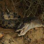 Cairns: 2-Day Atherton Tablelands & Cape Tribulation Tour - An In-Depth Look at the 2-Day Cairns Tour