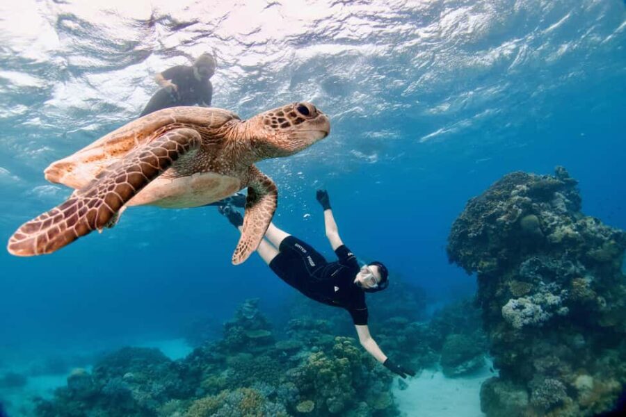 Cairns: All-Inclusive Great Barrier Reef Half-Day Snorkeling - Practicalities and Tips for Travelers