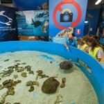 Cairns: Aquarium Entry Ticket and Turtle Rehabilitation Tour - Value and Practical Considerations