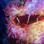 Cairns: Aquarium Guided Twilight Tour with 3-Course Dinner - An In-Depth Look at the Cairns Aquarium Twilight Tour