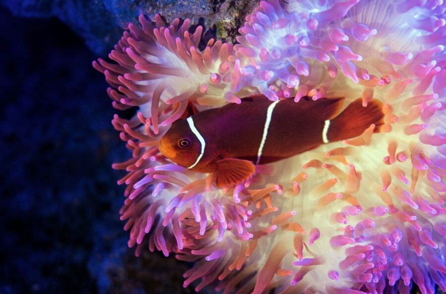 Cairns: Aquarium Guided Twilight Tour with 3-Course Dinner - An In-Depth Look at the Cairns Aquarium Twilight Tour