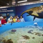 Cairns Aquarium Turtle Hospital and City Sightseeing Tour - A Deep Dive into the Cairns Aquarium Turtle Hospital and City Tour
