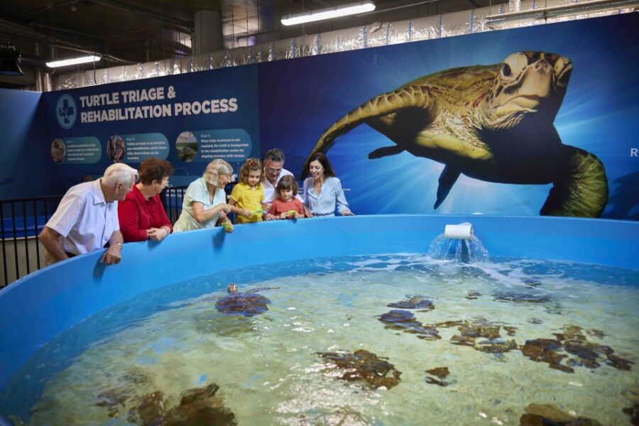 Cairns Aquarium Turtle Hospital and City Sightseeing Tour - A Deep Dive into the Cairns Aquarium Turtle Hospital and City Tour
