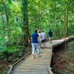 Cairns: Daintree Rainforest Canopy Ziplining Tour - An In-Depth Look at the Daintree Rainforest Canopy Ziplining Tour