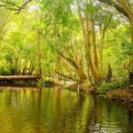 Cairns: Forest and Waterfalls Half-Day 4WD Guided Adventure - FAQ