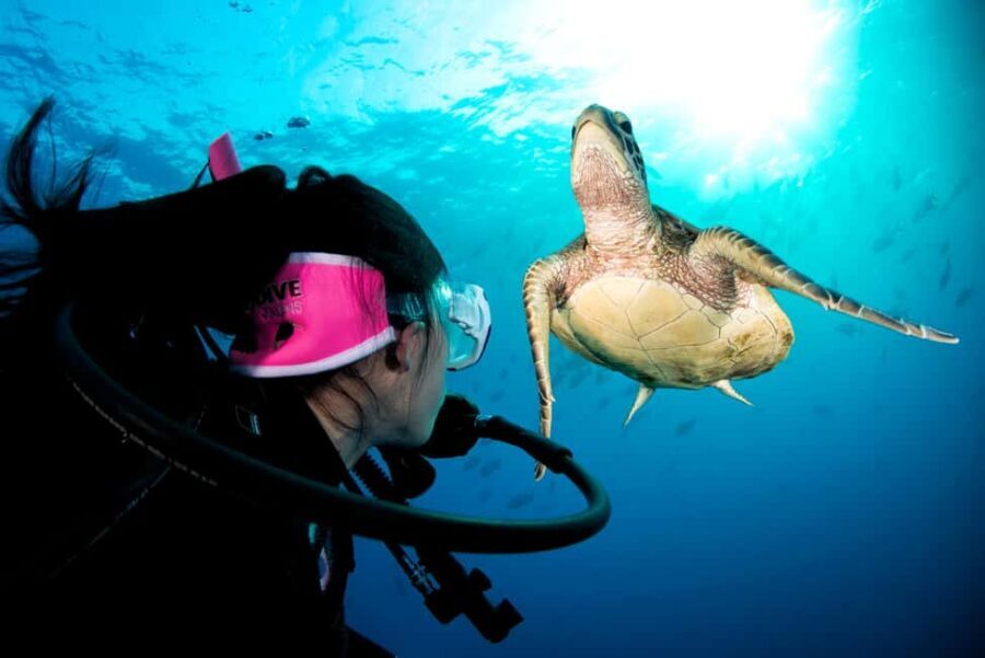 Cairns: Great Barrier Reef 3-Day Liveaboard Dive Trip - Detailed Itinerary Breakdown