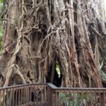 Cairns: Half-Day 4WD Rainforest & Waterfall Tour - Summary