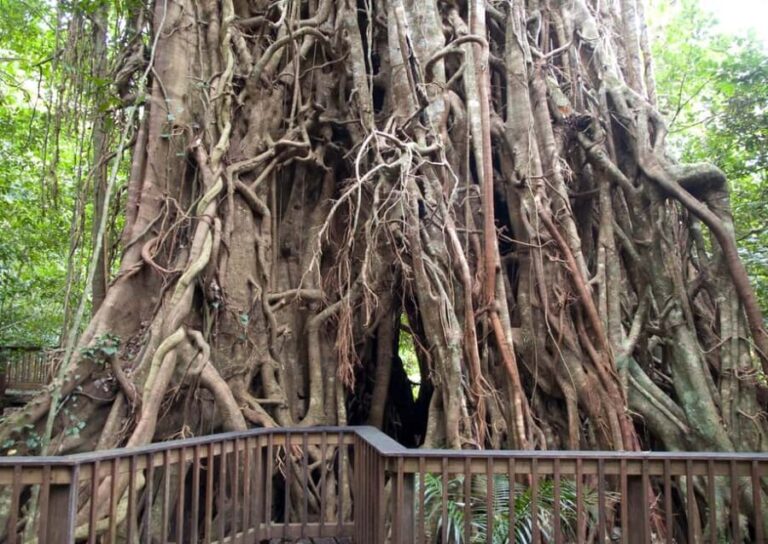 Cairns: Half-Day 4WD Rainforest & Waterfall Tour - Summary