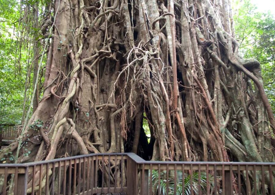 Cairns: Half-Day 4WD Rainforest & Waterfall Tour - Summary