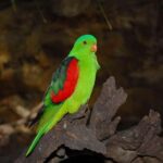 Cairns: Koalas and Creatures Entry Ticket - Who Will Love This Experience