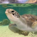 Cairns: Marine Life Encounter - Why Visit the Cairns Marine Life Encounter?
