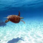 Cairns: Ocean Spirit Great Barrier Reef Full Day Tour - An In-Depth Look at the Ocean Spirit Reef Tour