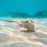 Cairns: Outer and Coral Cay Snorkel and Dive Cruise - A Detailed Look at the Tour Experience