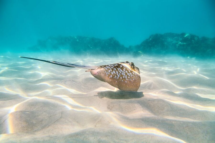 Cairns: Outer and Coral Cay Snorkel and Dive Cruise - A Detailed Look at the Tour Experience