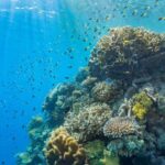 Cairns: Outer Great Barrier Reef Pontoon with Activities - The Sum Up