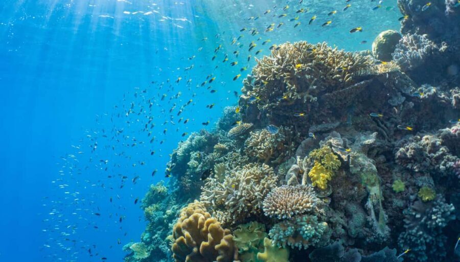 Cairns: Outer Great Barrier Reef Pontoon with Activities - The Sum Up