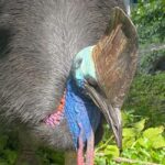 Cairns: Paronella Park Rainforest Full-Day Tour with Dinner - Who Should Consider This Tour?
