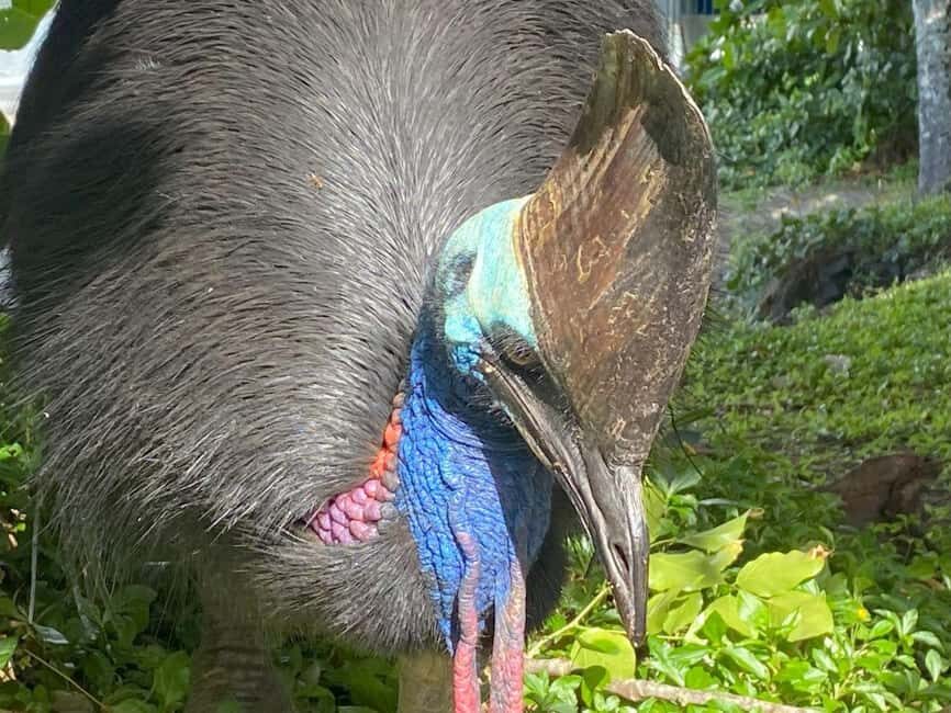Cairns: Paronella Park Rainforest Full-Day Tour with Dinner - Who Should Consider This Tour?