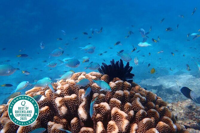 Cairns: Small Group | Outer Great Barrier Reef Snorkel & Dunk Is. - An In-Depth Look at the Cairns Outer Reef & Dunk Island Tour