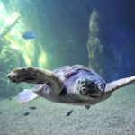 Cala Gonone: Cala Gonone Aquarium Entry Ticket - Exploring the Cala Gonone Aquarium in Detail