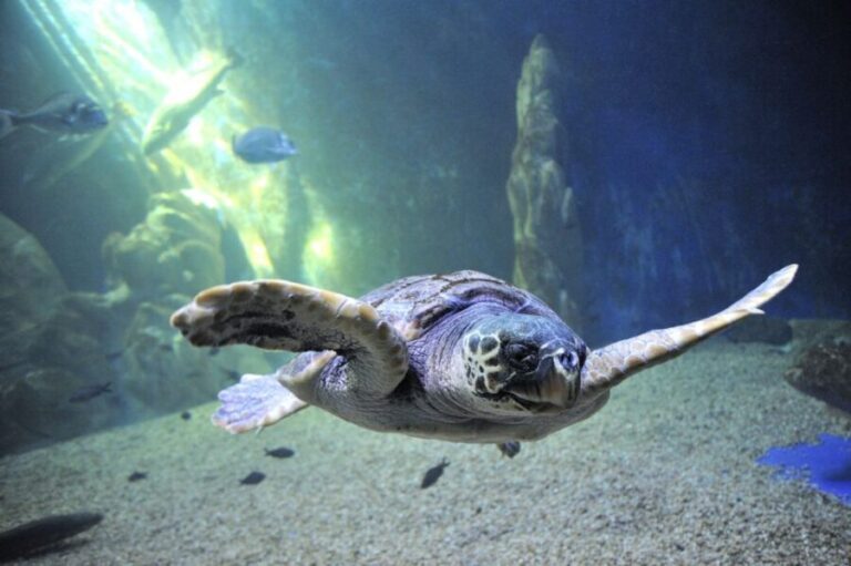 Cala Gonone: Cala Gonone Aquarium Entry Ticket - Exploring the Cala Gonone Aquarium in Detail