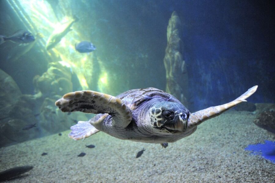Cala Gonone: Cala Gonone Aquarium Entry Ticket - Exploring the Cala Gonone Aquarium in Detail