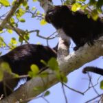 Calakmul Ancient Maya City Tour From Xpujil - A Detailed Look at the Calakmul Tour Experience